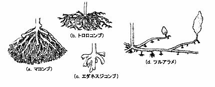 根（附着器）